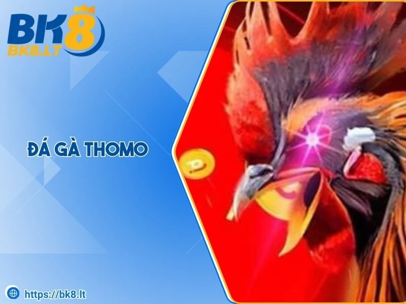 Đá gà Thomo