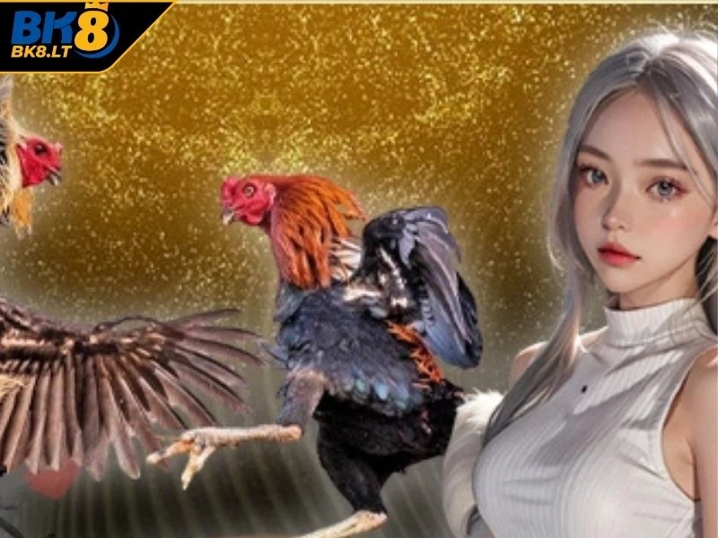 Giới thiệu đôi nét nổi bật về sân cược đá gà Thomo
